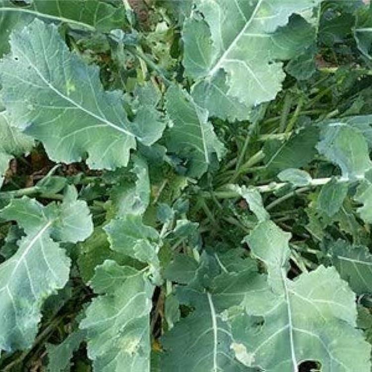 karram Saag 500+ Seeds