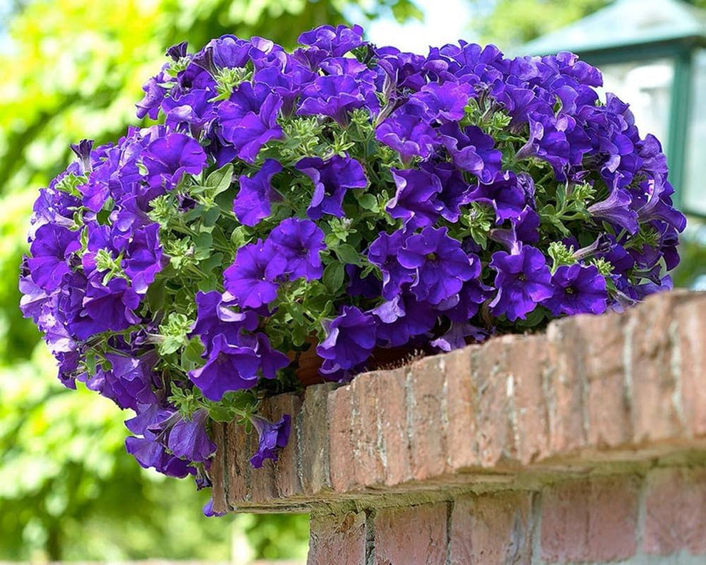 F1 Ptunia Grandiflora Viola 50+ Seeds