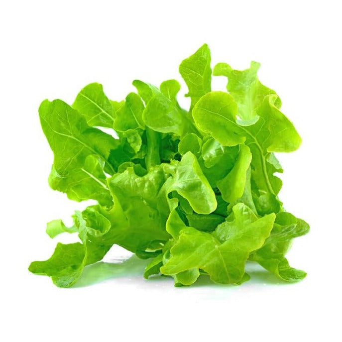 Barba Lettuce (باربا سلاد) 50+ Seed
