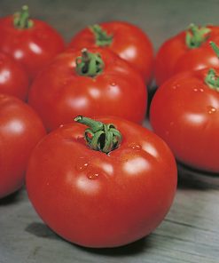 Hortus Pomodoro Montecarlo F1 0.20GM