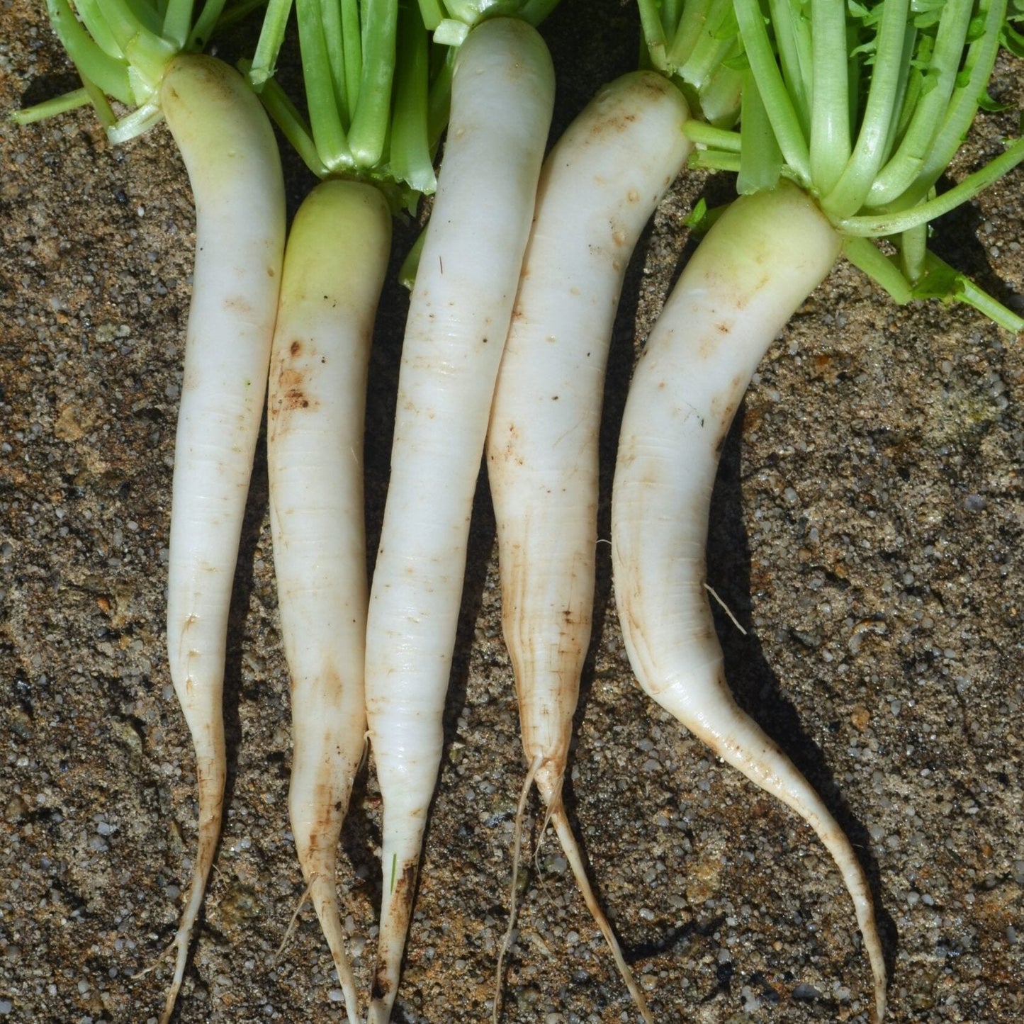 White Radish 100+ Seeds