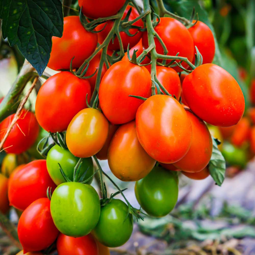 F1 Hybrid Ansal Seminis Tomato (انسل ٹماٹر) 15 Seeds