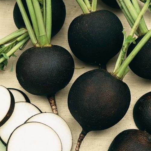 Black Radish 30+ Seeds