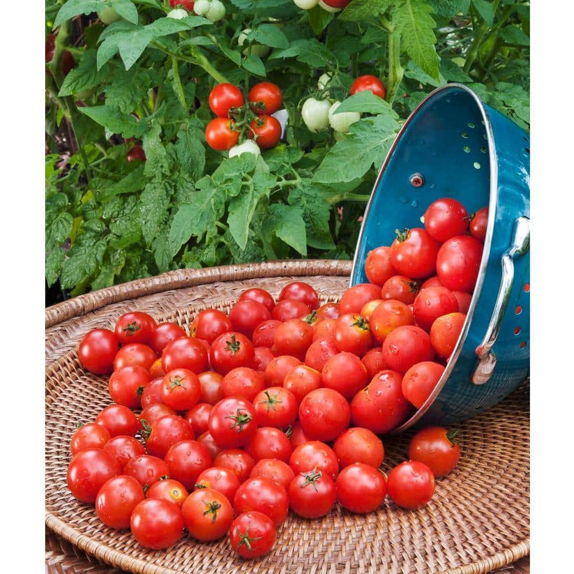 Garden Book Cherry Tomatoes (چیری ٹماٹر) 10 Seeds