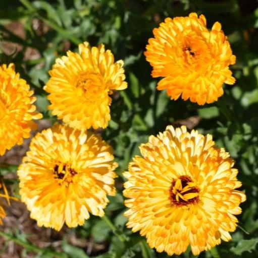 Calendula Apricot 20+ Seeds