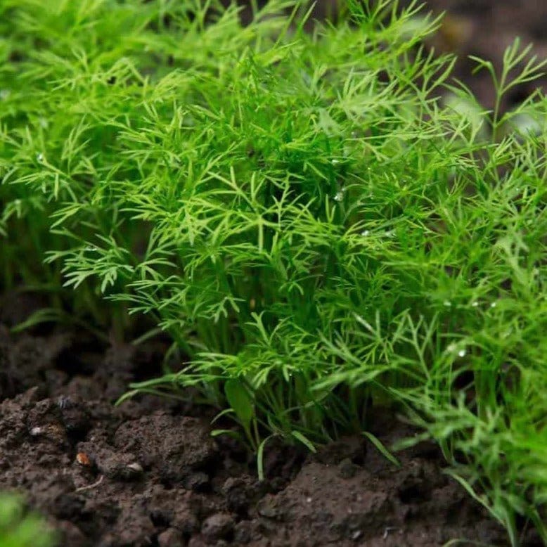 Soya Saag 500+ Seeds