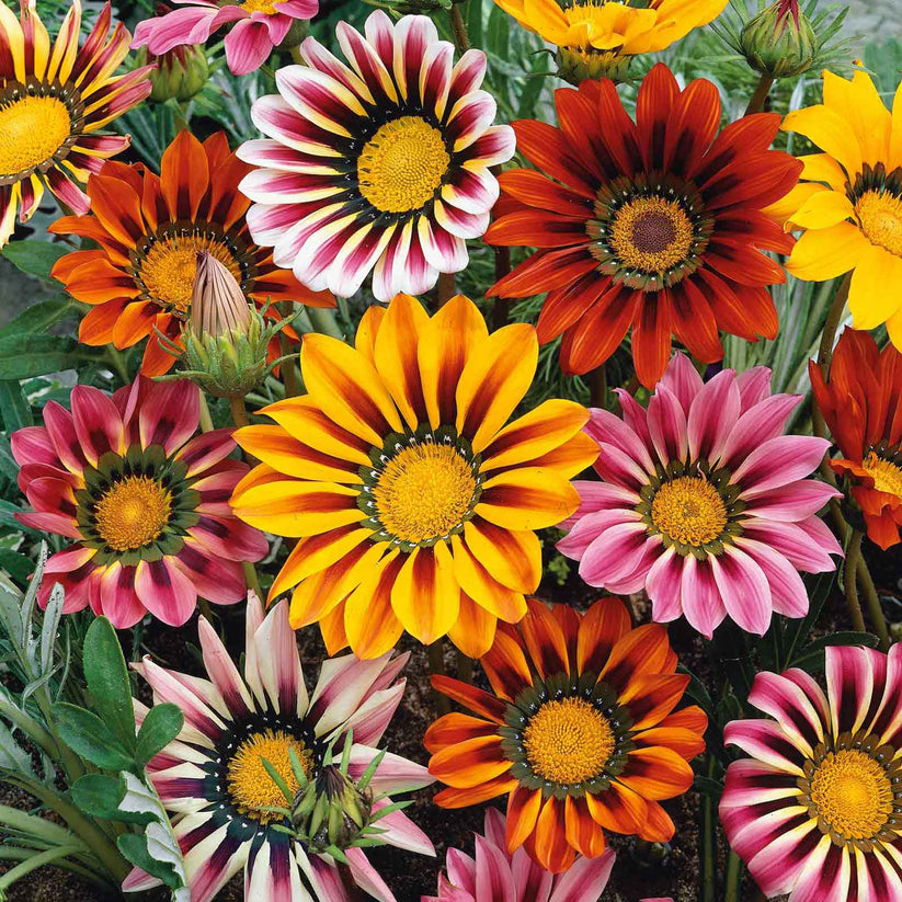 Gazania Sunshine 20+ Seeds