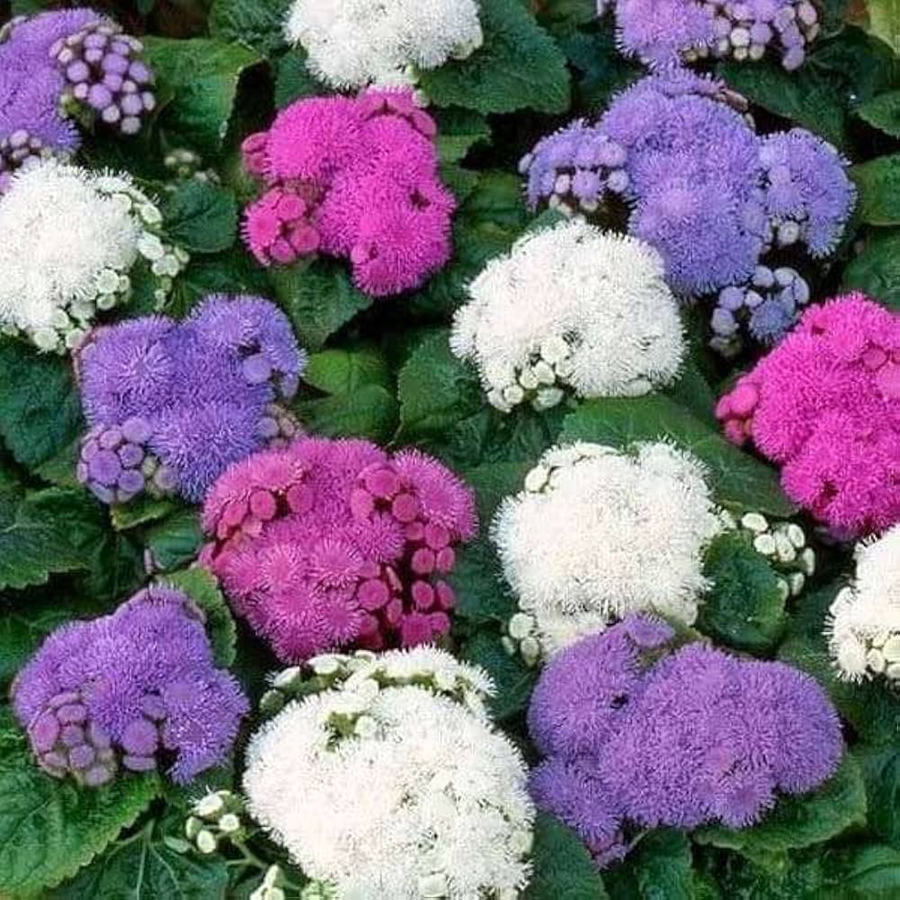 Ageratum dwarf Ball 100+ Seeds