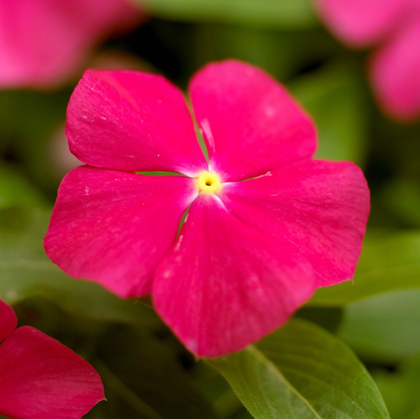 Vinca Deep Rose Dwarf 30+ Seeds