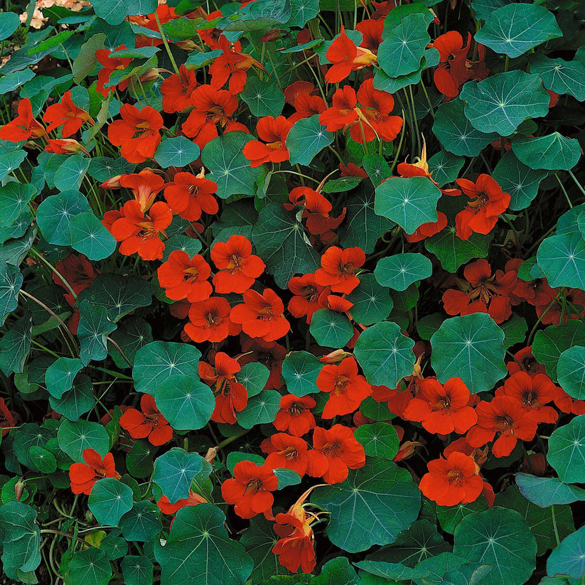 Nasturtium Empress of India 10 Seeds