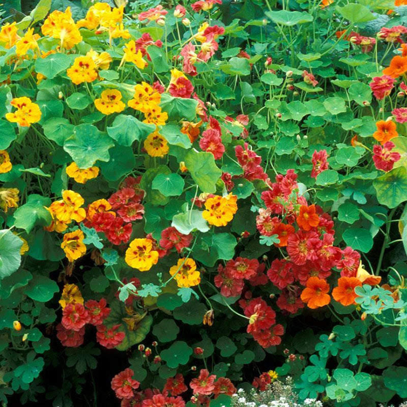 Nasturtium Jewel Mix 10 Seeds