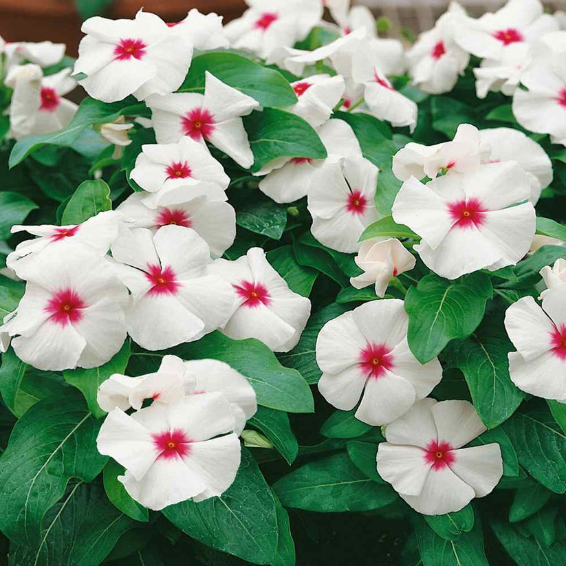Vinca Polka Dot Dwarf 30+ Seeds