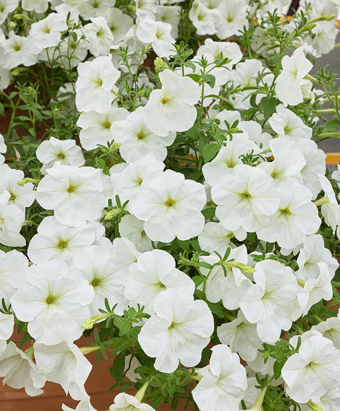 F1 Ptunia Grandiflora White 50+ Seeds