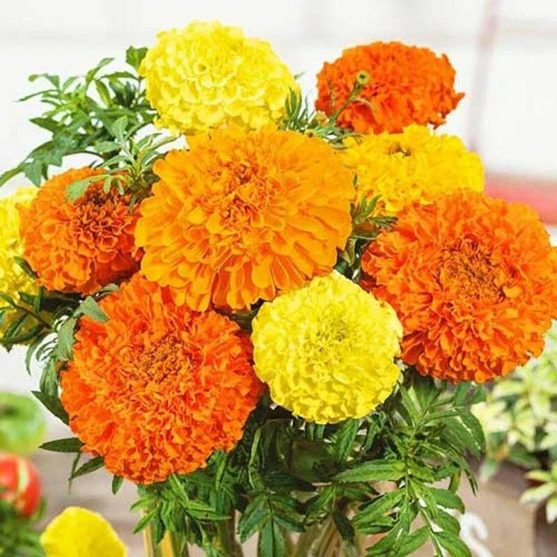 F2 African Marigold Maximax 20+ Seeds