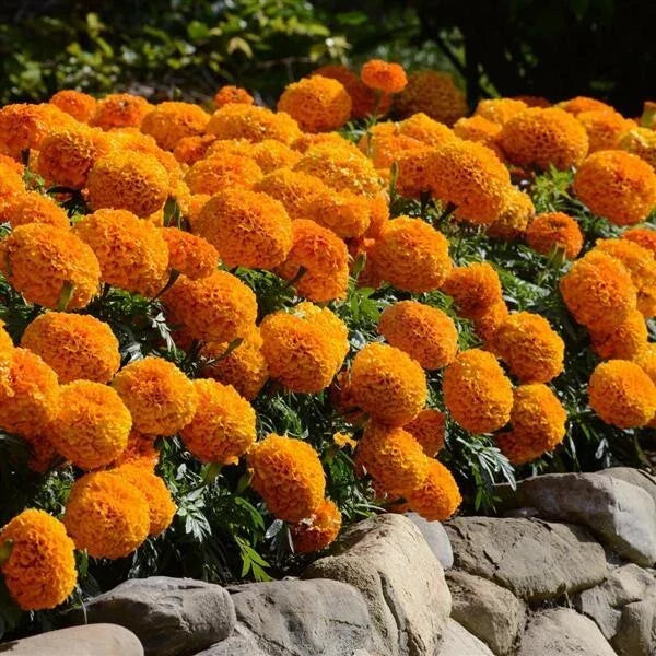 F2 African Marigold Spun Orange 20+ Seeds