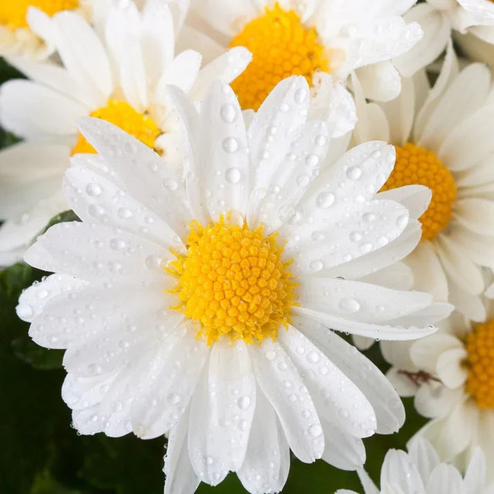 Shasta Daisy 30+ Seeds