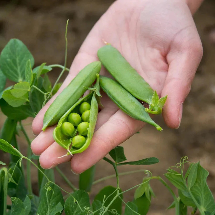 Green Peas 40+ Seeds