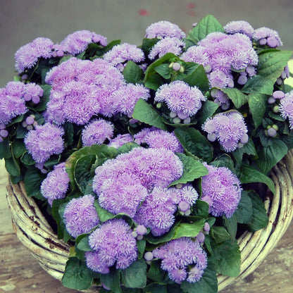 Ageratum dwarf Ball 100+ Seeds
