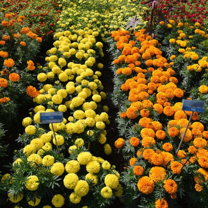 F2 African Marigold Spun Yellow 20+ Seeds