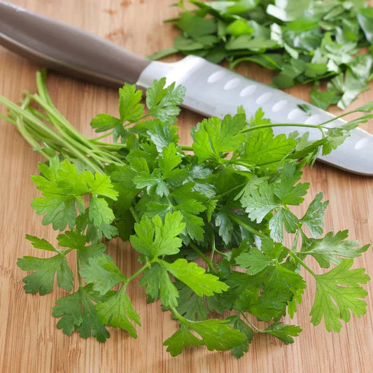 Parsley Flat 100+ Seeds