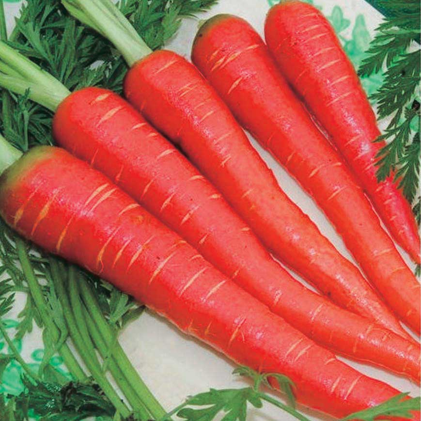 Carrot 300+ Seeds