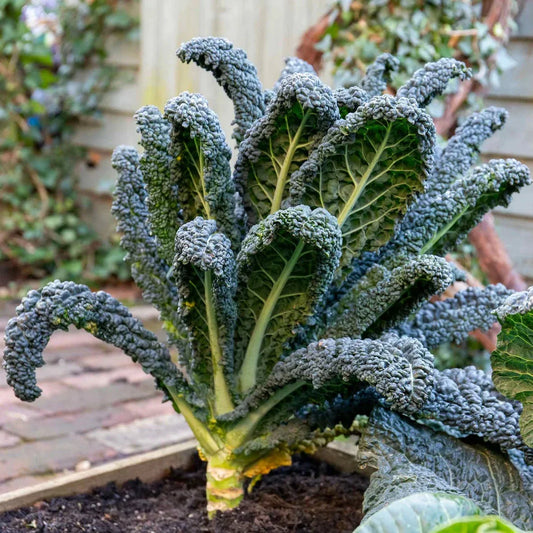 kale Salad 30+ Seeds
