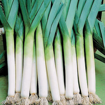 Leak Salad 30+ Seeds