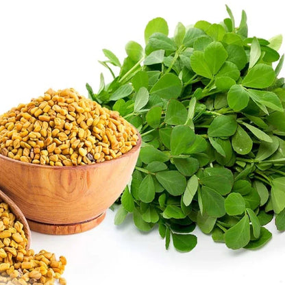Fenugreek (Methi) 500+ Seeds