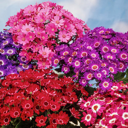Cineraria Hybrida Mix 100+ Seeds
