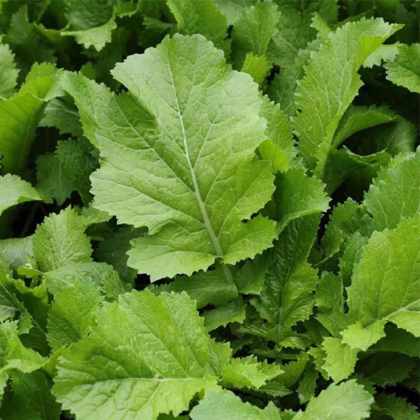 Sarson Saag 500+ Seeds