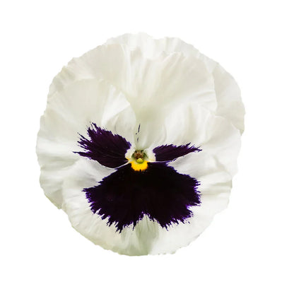 F1 Pensy White Blotch 50+ Seeds