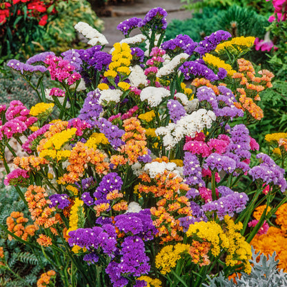 Statice Pacific Mix 30+ Seeds