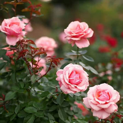 Pink Rose 15 Seeds