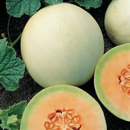 F1 Hybrid Honey Sweet Melon (خربوزہ) 15 Seed