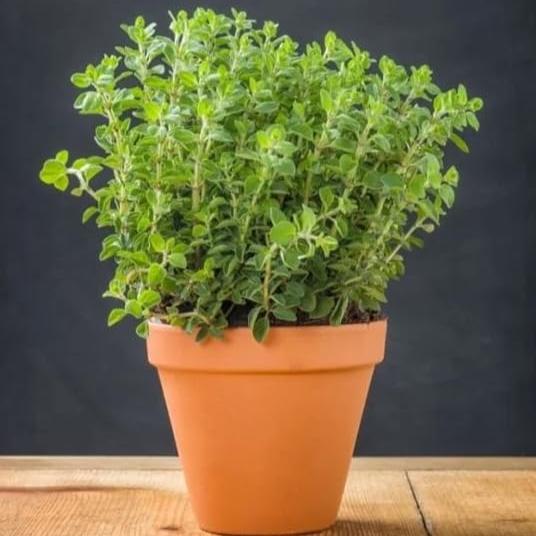 Greek Oregano 50+ Seeds