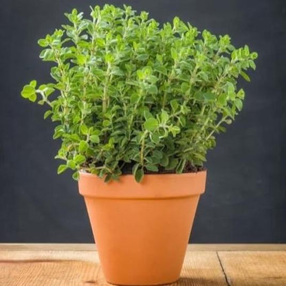 Greek Oregano 50+ Seeds