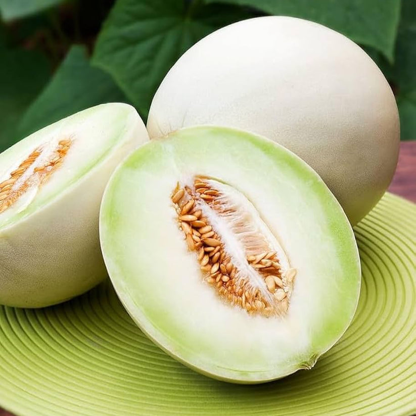 F1 Hybrid Honey Sweet Melon (خربوزہ) 15 Seed