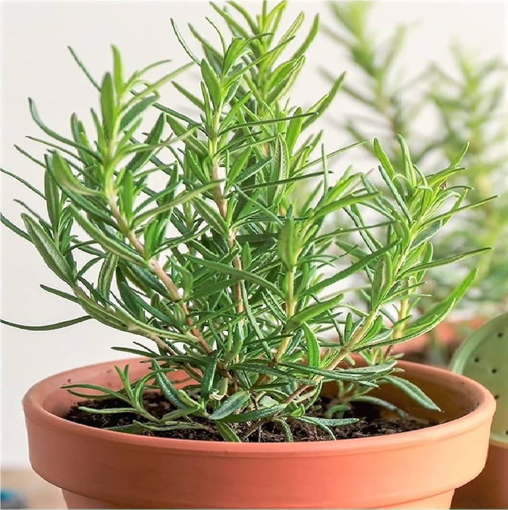 Rosemary 30+ Seeds