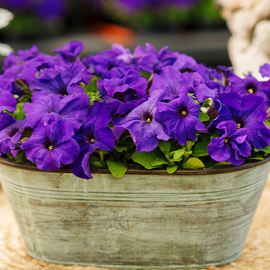 F1 Ptunia Grandiflora Viola 50+ Seeds