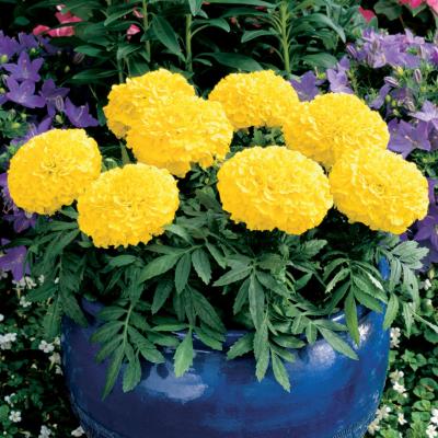 F1 African Marigold Yellow 15 Seeds