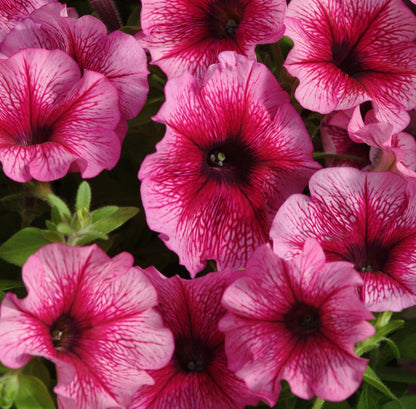 F1 Ptunia Red Veined 50+ Seeds