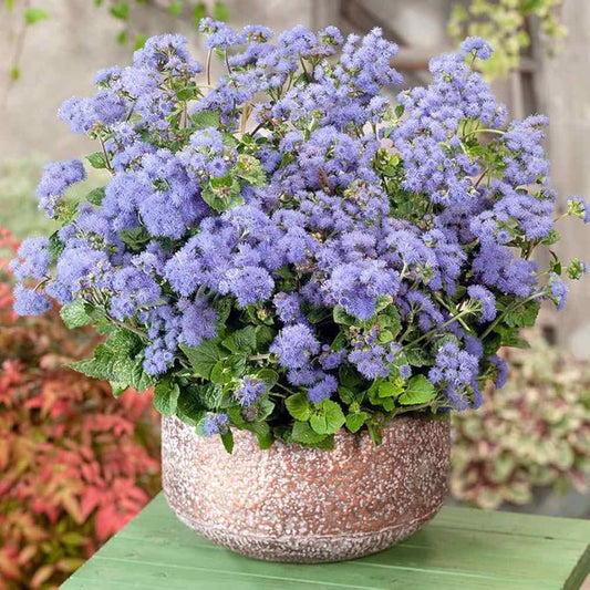 Ageratum dwarf Ball 100+ Seeds
