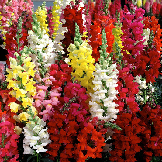 Anthrinum Snapdragon Mix 100+ Seeds