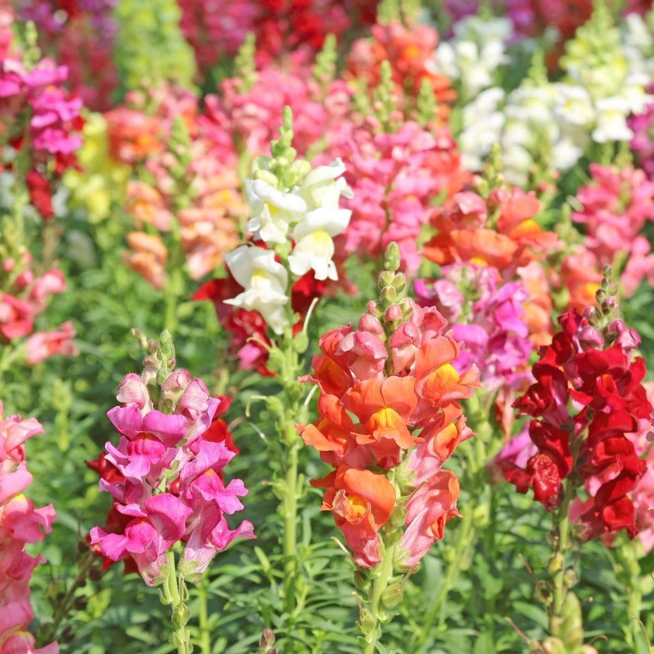 Anthrinum Snapdragon Mix 100+ Seeds