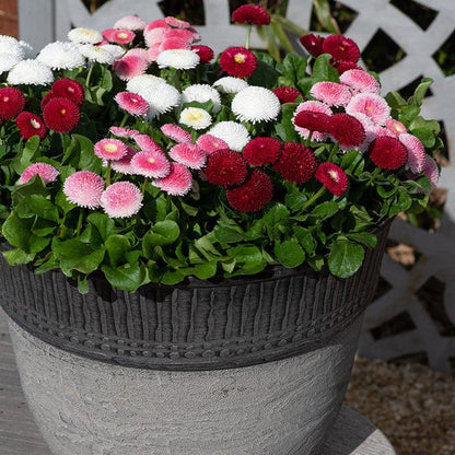 Bellis English Daisy 100+ Seeds