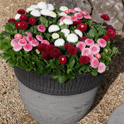 Bellis English Daisy 100+ Seeds