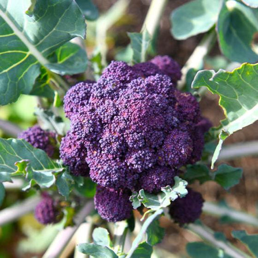 Imported Purple Broccoli 20+ Seeds