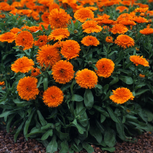 Calendula Ornage 20+ Seeds