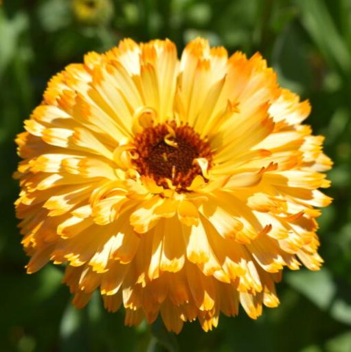 Calendula Apricot 20+ Seeds