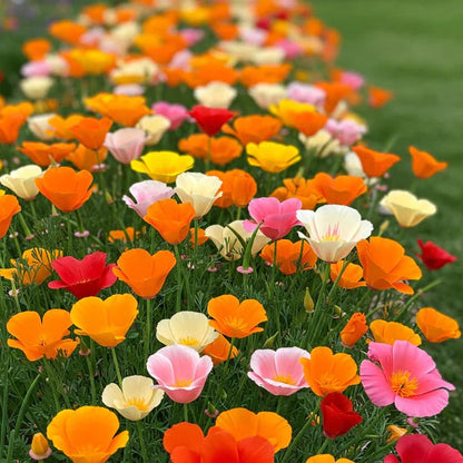 Popy California 30+ Seeds